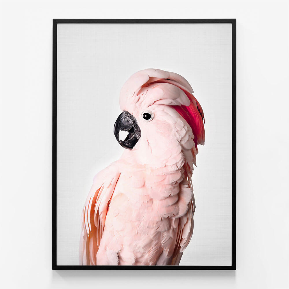 Pink Cockatoo