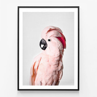 Pink Cockatoo