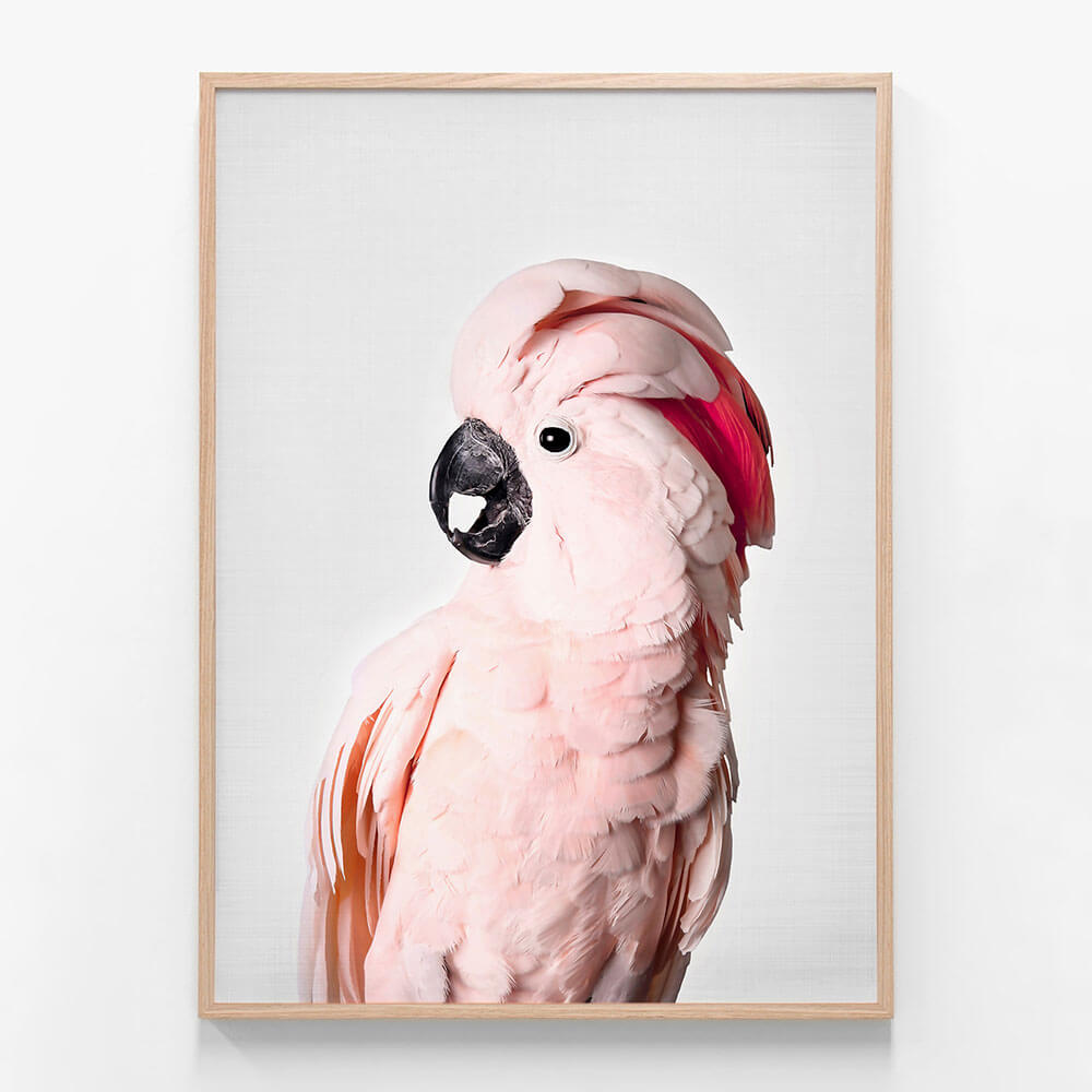 Pink Cockatoo