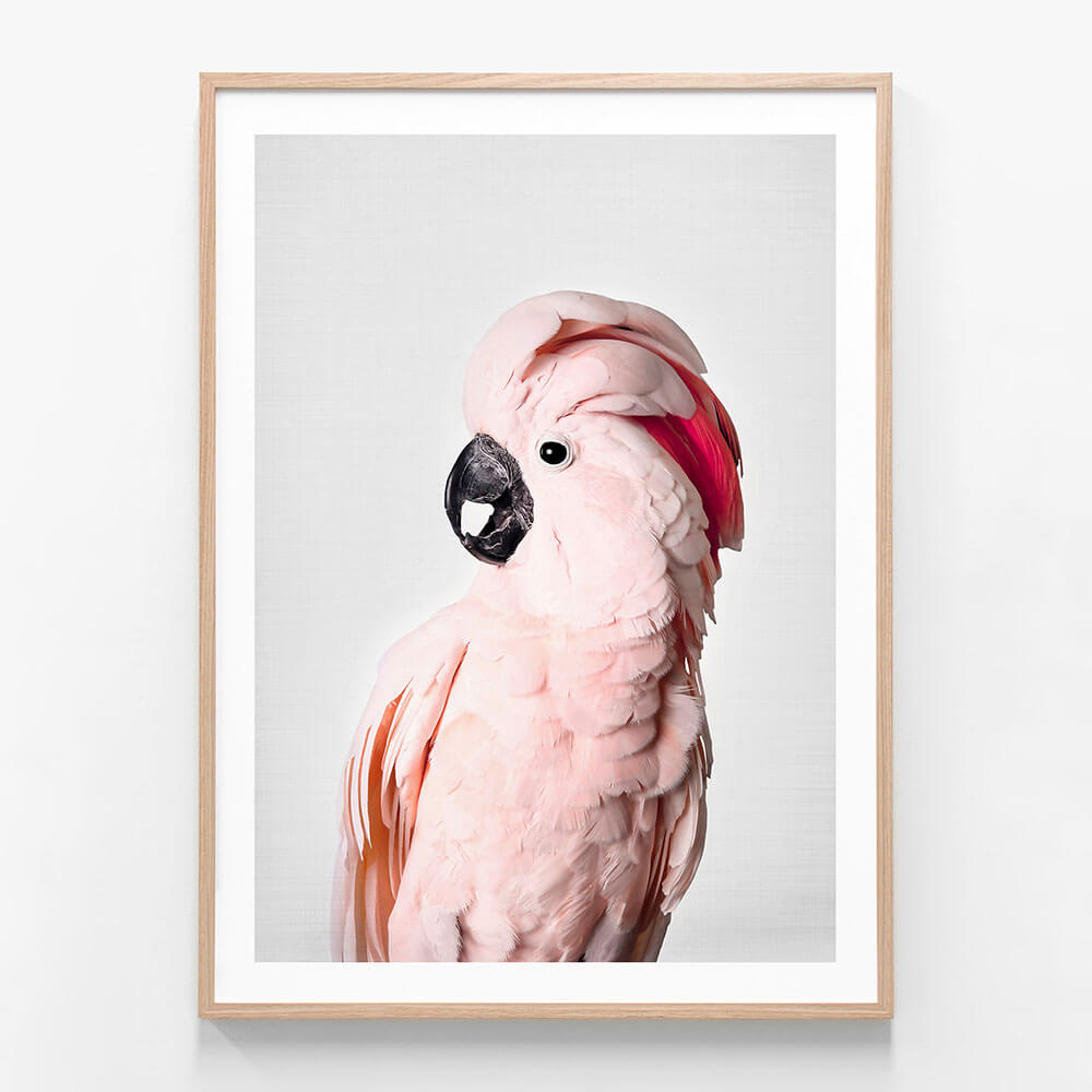 Pink Cockatoo