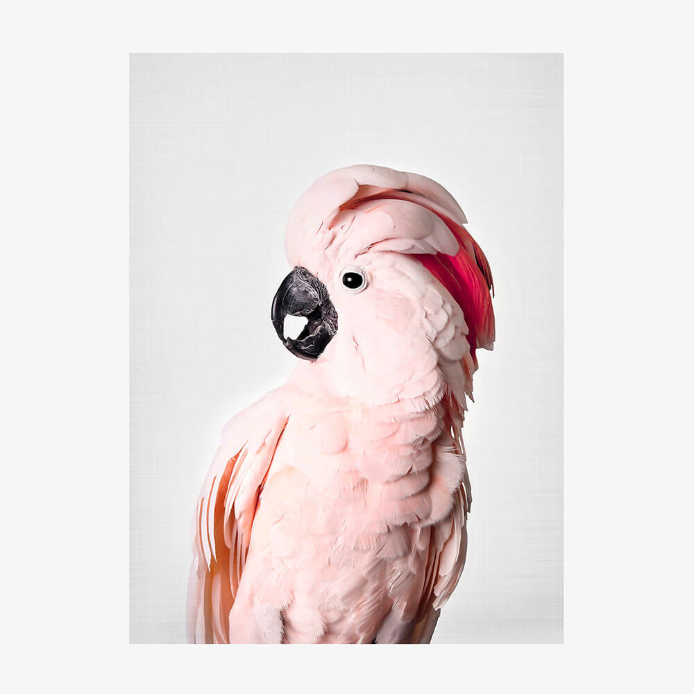 Pink Cockatoo