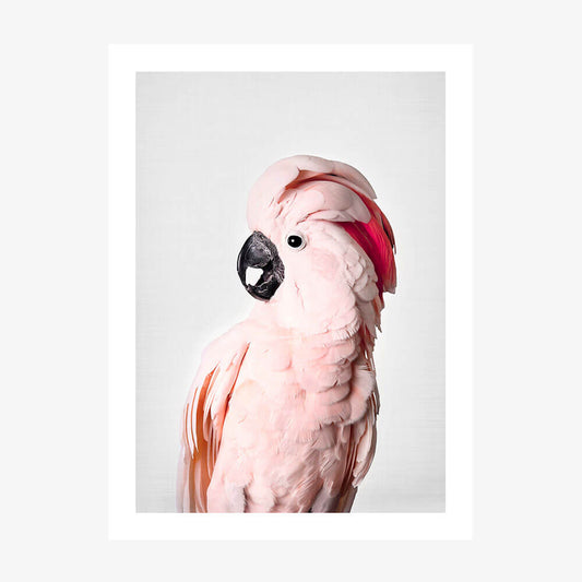 Pink Cockatoo