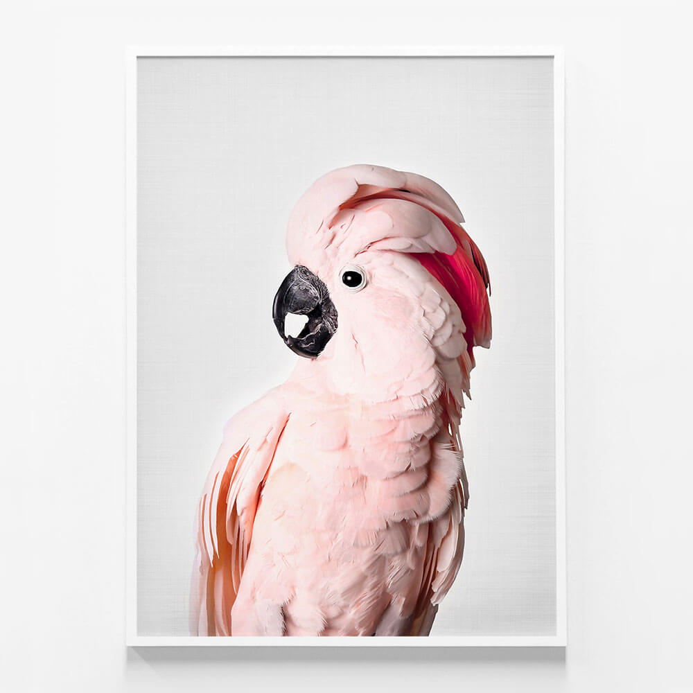 Pink Cockatoo
