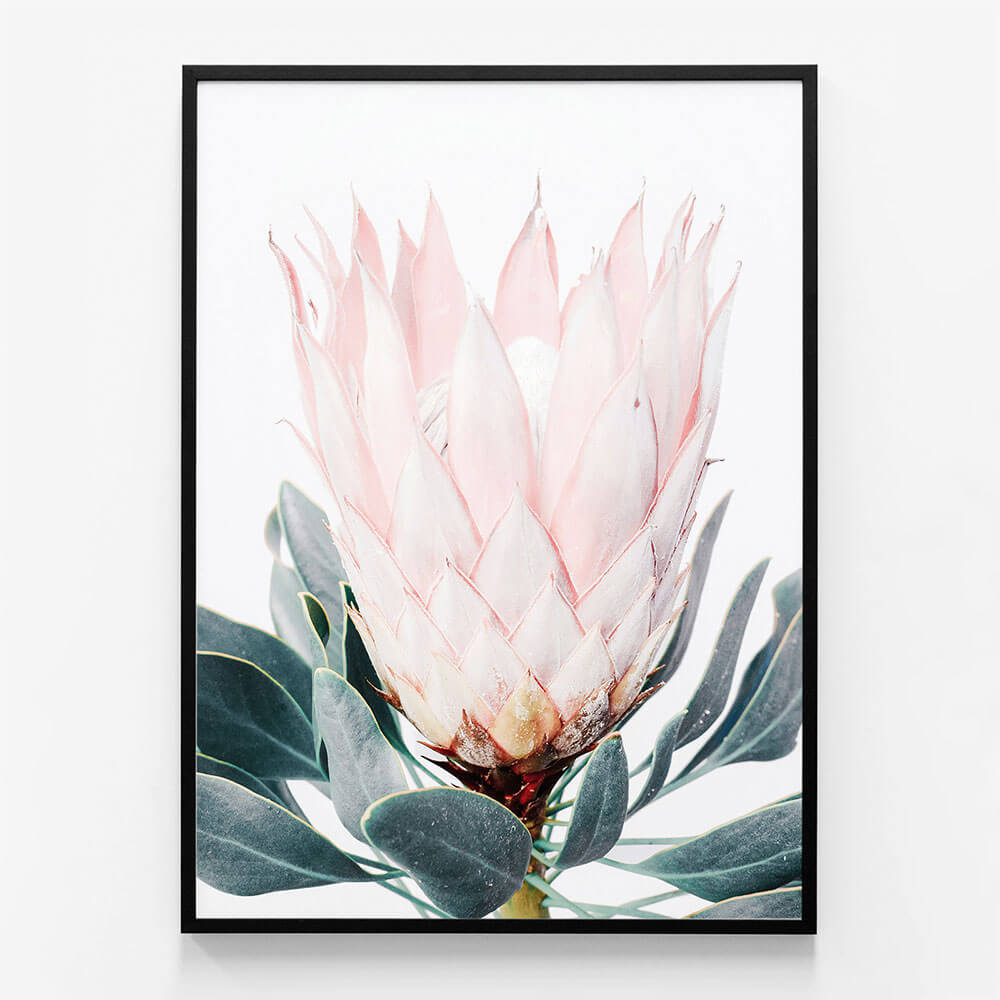 Pink Protea