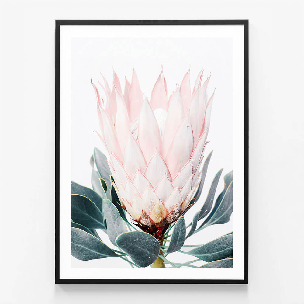 Pink Protea