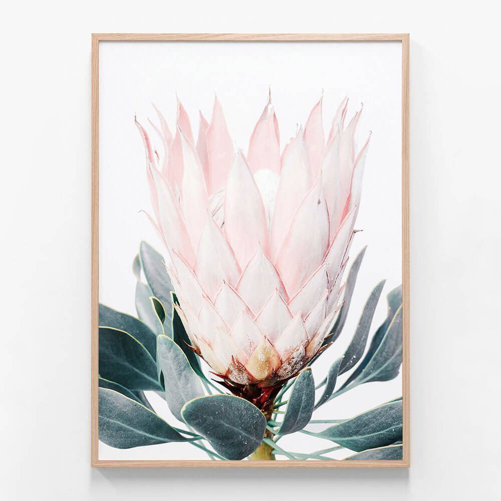 Pink Protea
