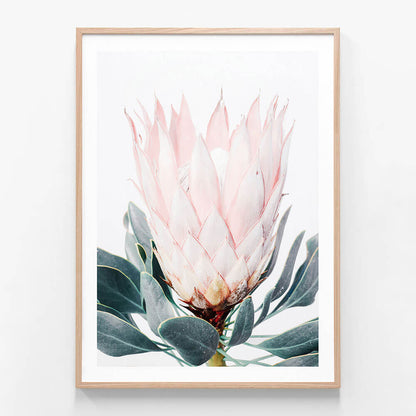 Pink Protea