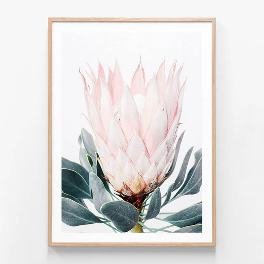 Pink Protea