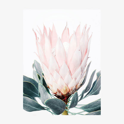 Pink Protea