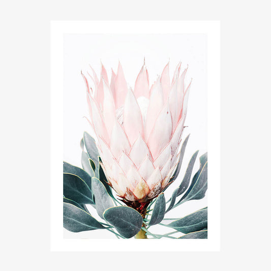 Pink Protea
