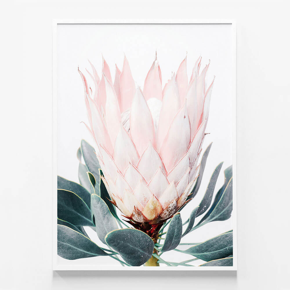 Pink Protea