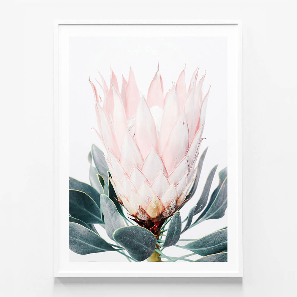 Pink Protea