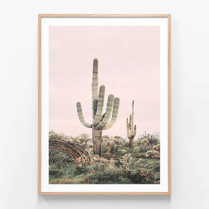 Pink Saguaro