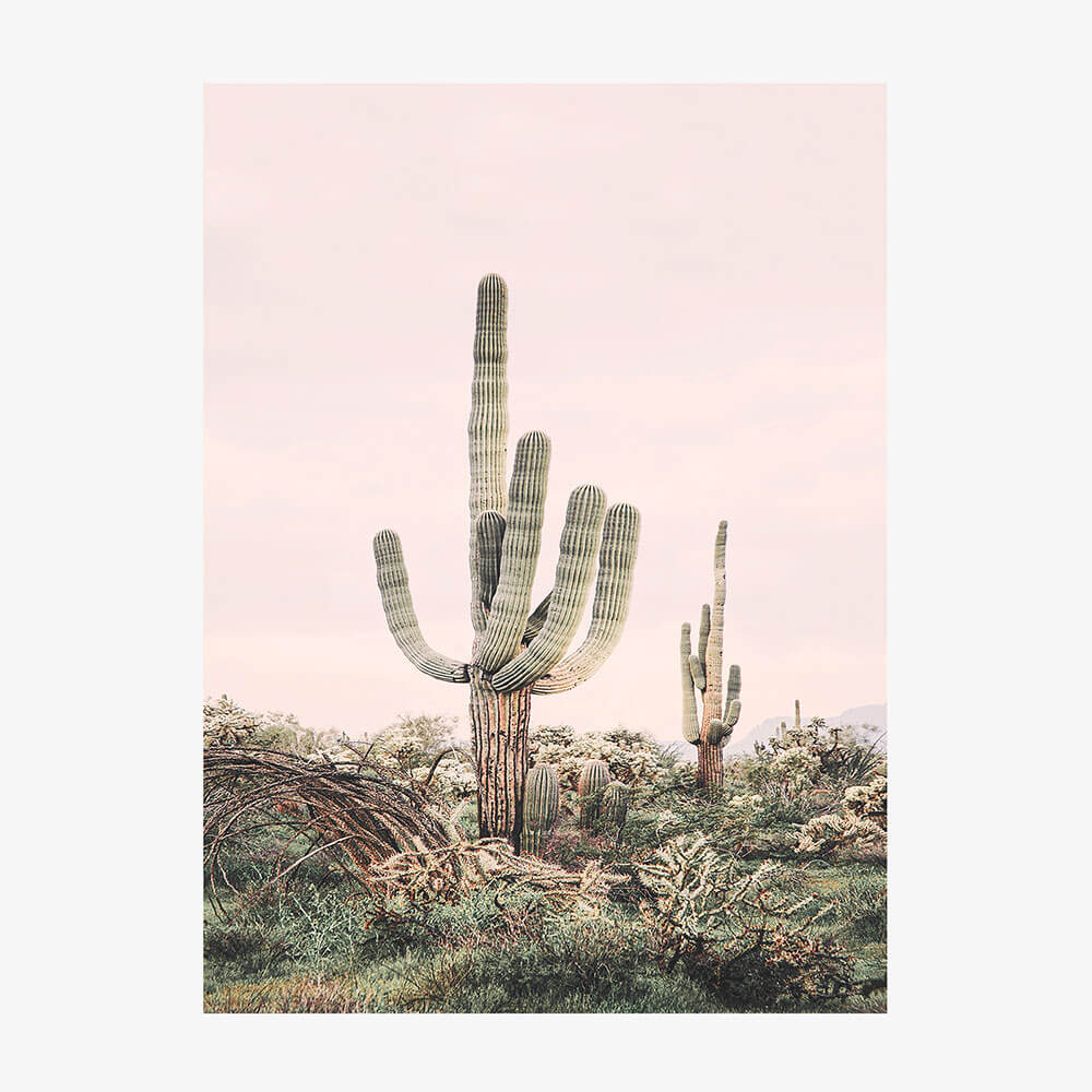 Pink Saguaro