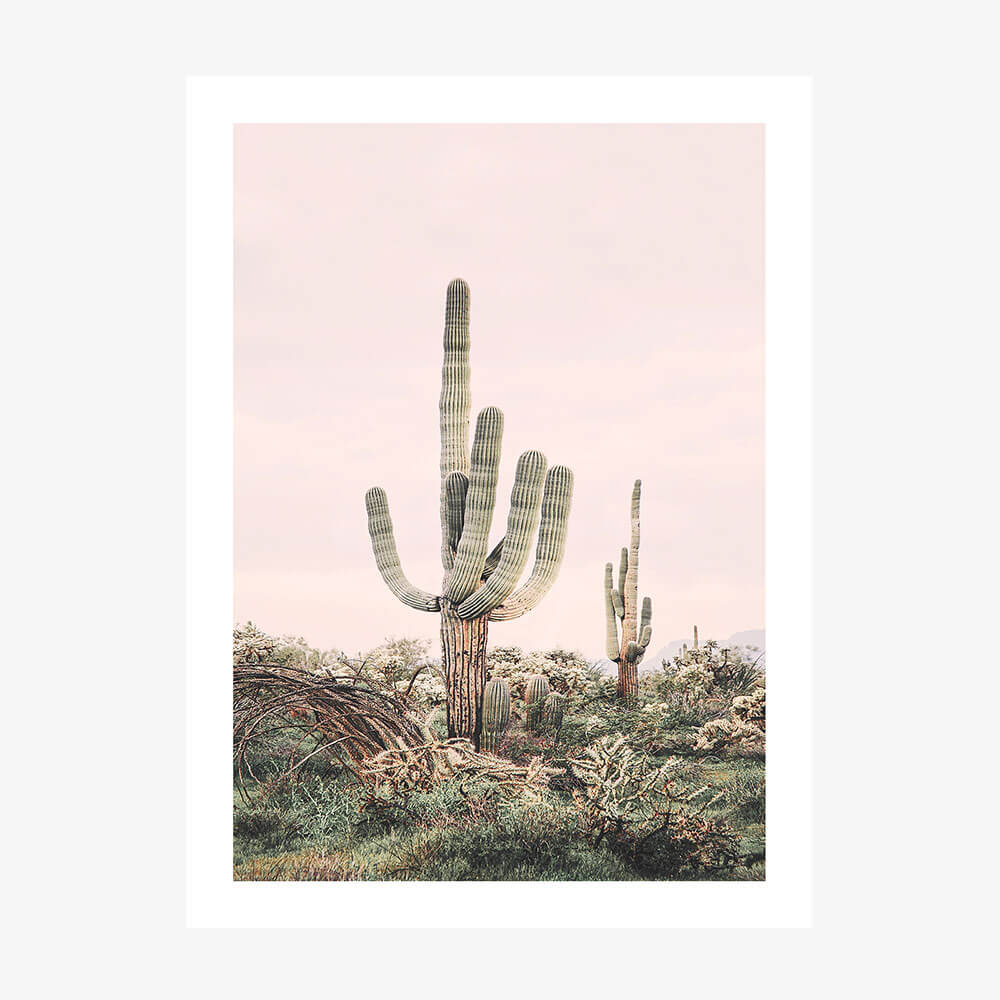 Pink Saguaro