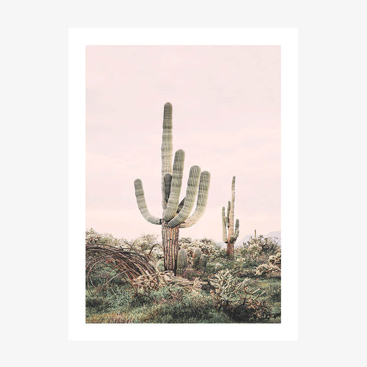 Pink Saguaro