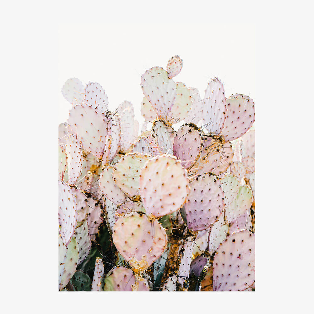 Prickly Pink