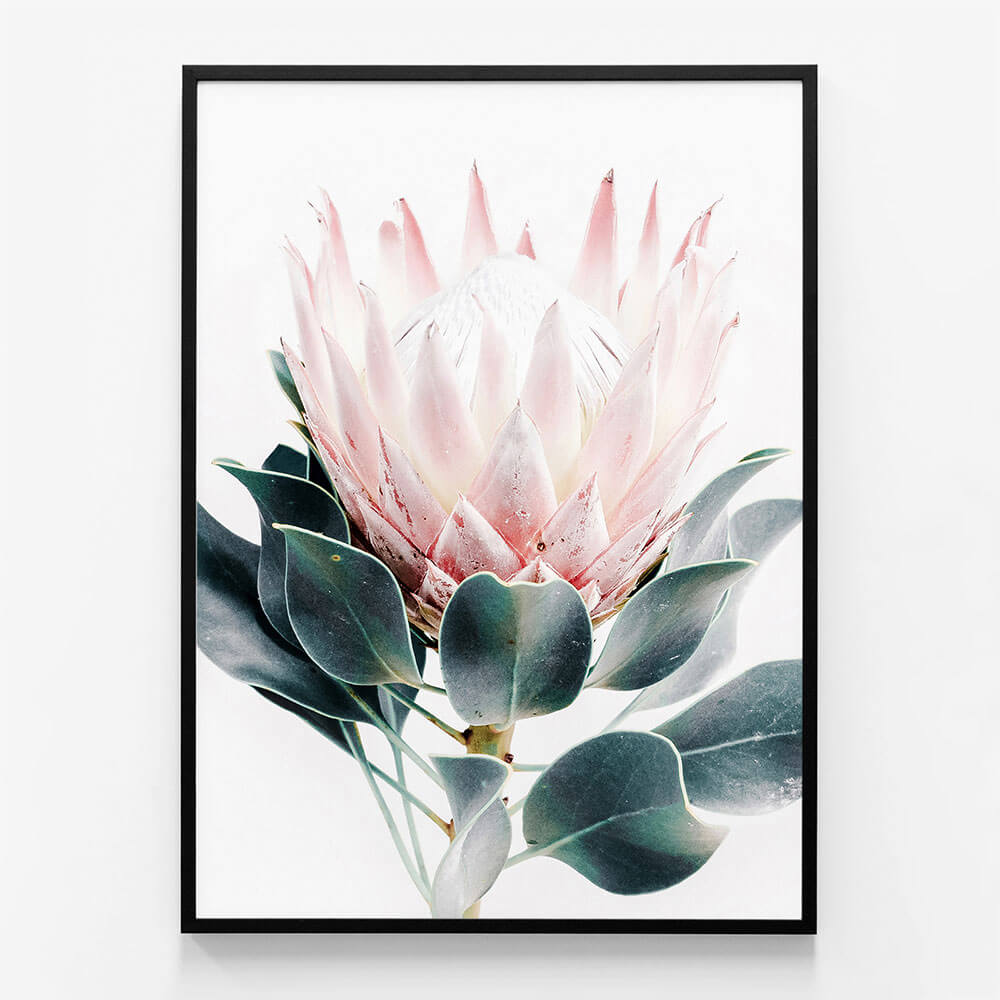 Protea