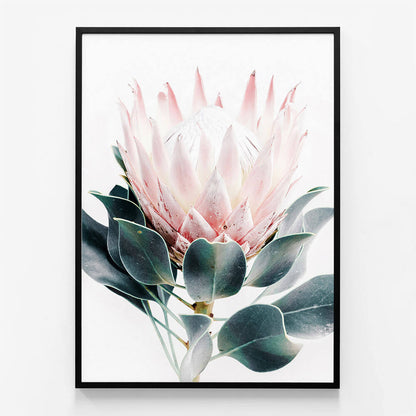 Protea