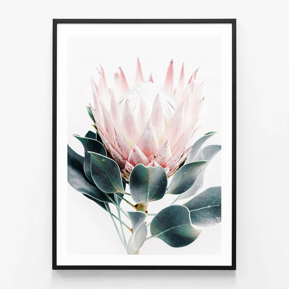 Protea