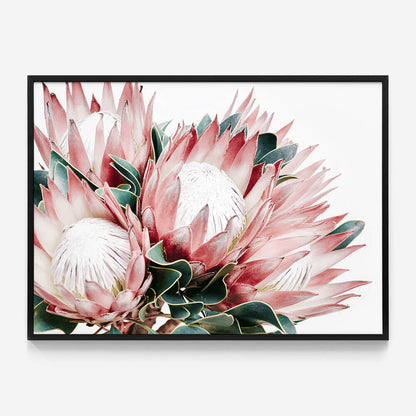 Protea Cluster