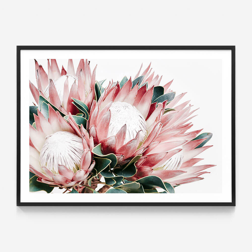Protea Cluster