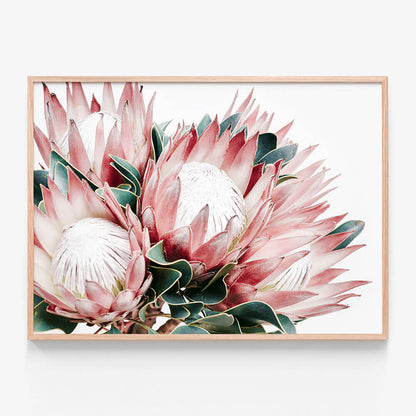 Protea Cluster