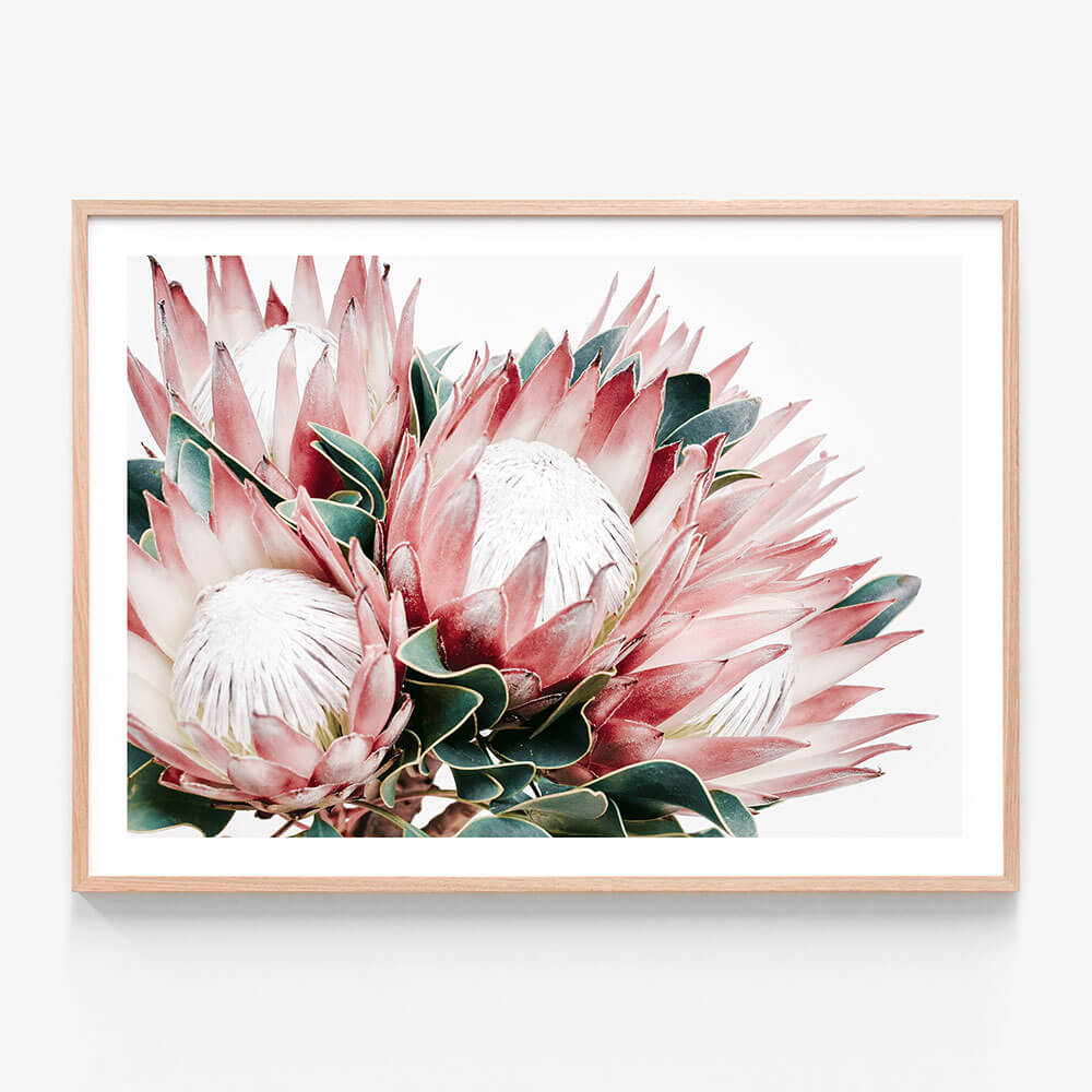 Protea Cluster