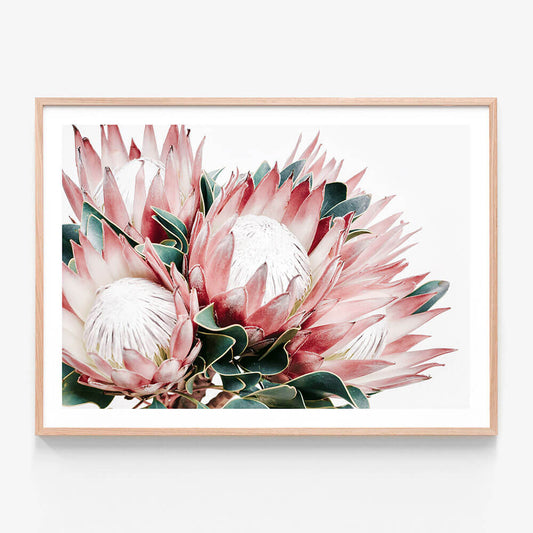 Protea Cluster