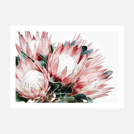 Protea Cluster