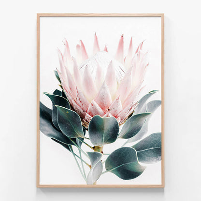 Protea