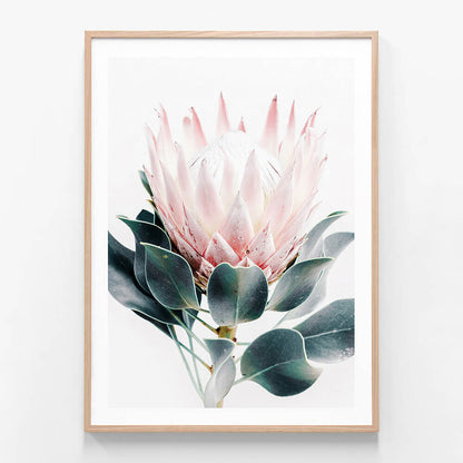 Protea