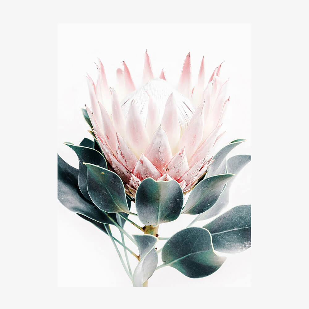 Protea