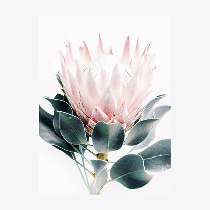 Protea