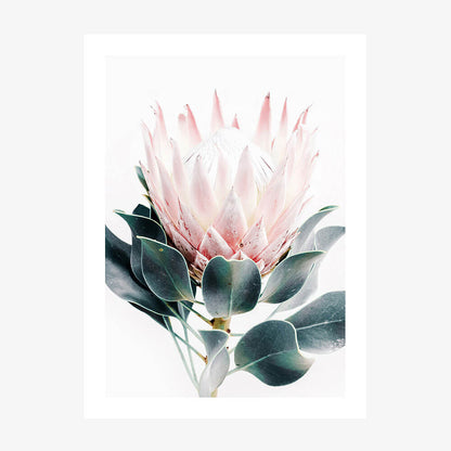 Protea