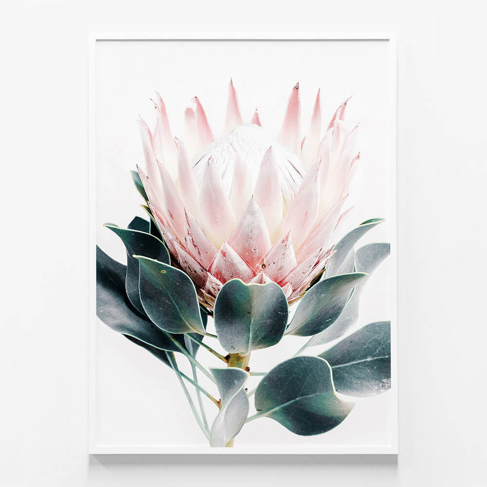 Protea
