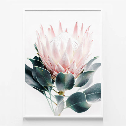 Protea