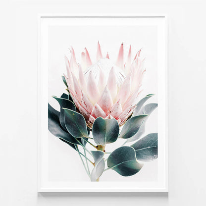 Protea
