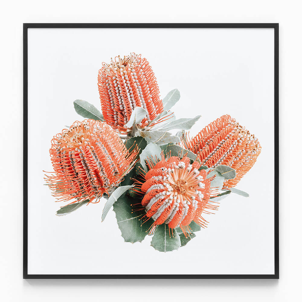 Red Banksia