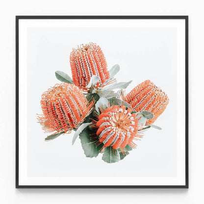 Red Banksia