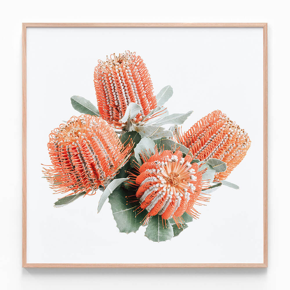 Red Banksia