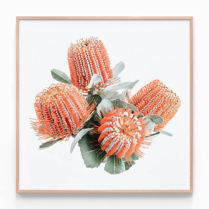 Red Banksia