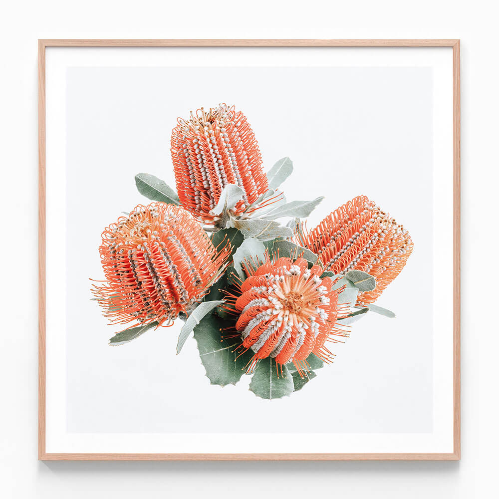 Red Banksia