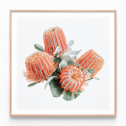 Red Banksia