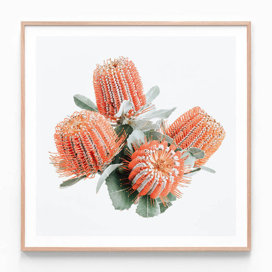 Red Banksia