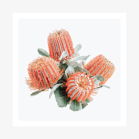 Red Banksia