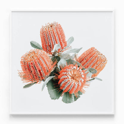 Red Banksia