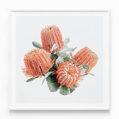Red Banksia