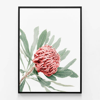 Red Waratah