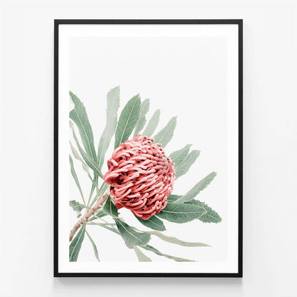 Red Waratah